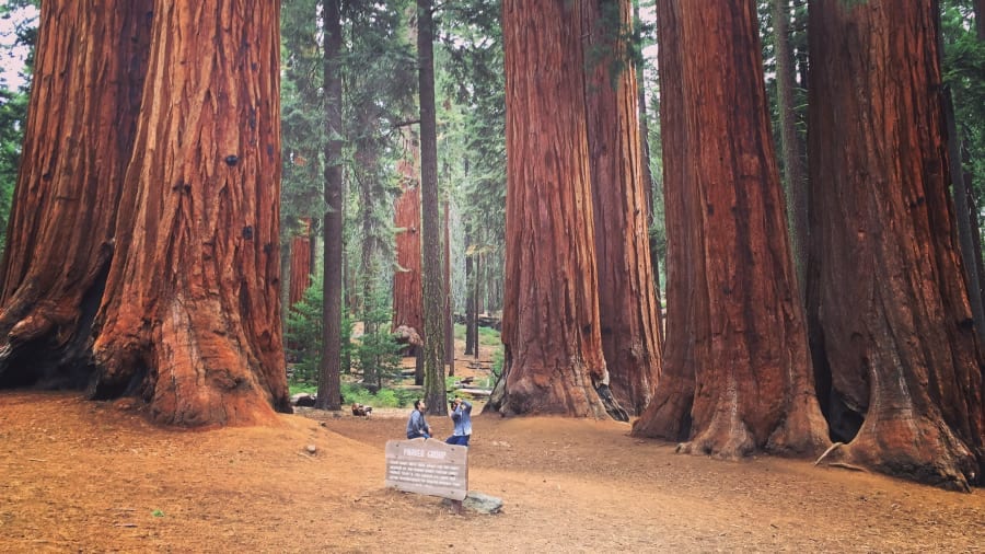 California Sequoias