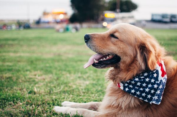 A smiling service puppy with an American flag bandana laying down on green grass