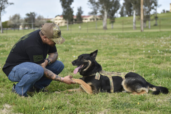 Service dog and veteran