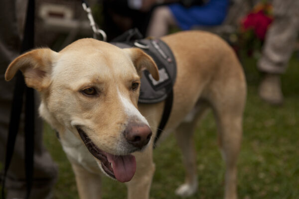 Luke the service dog