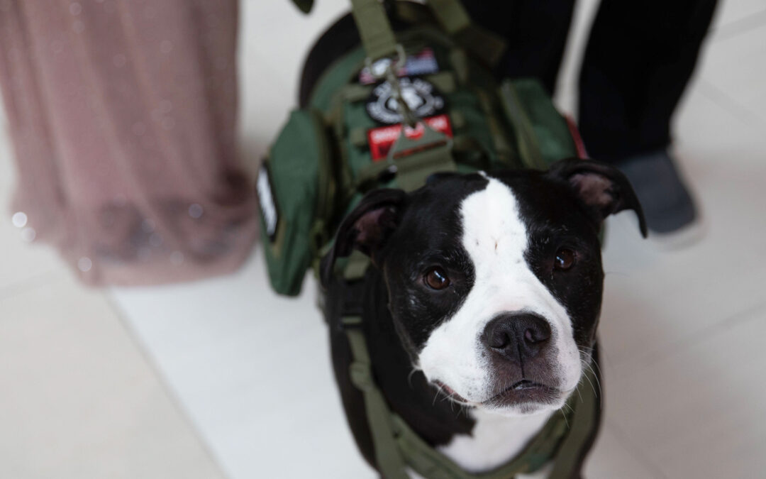 The Service Dogs Assisting Veterans Act Seeks to Expand Support for Veterans with Disabilities